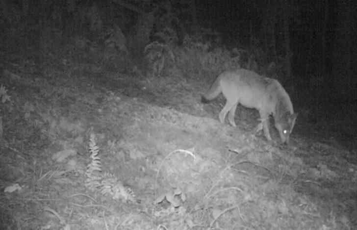 Ordu’da fotokapanlara vaşak ve yaban keçileri takıldı G4