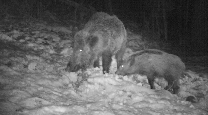 Ordu’da fotokapanlara vaşak ve yaban keçileri takıldı G5