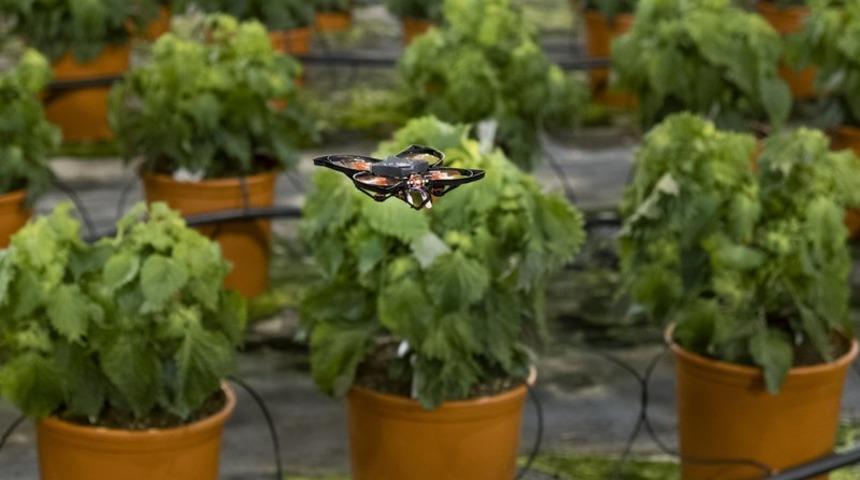 Böcekleri tespit edip öldürebilen minyatür drone geliştirildi!