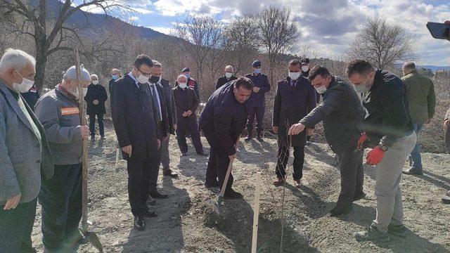 Osmancık’ta bin adet nar fidanı toprakla buluştu