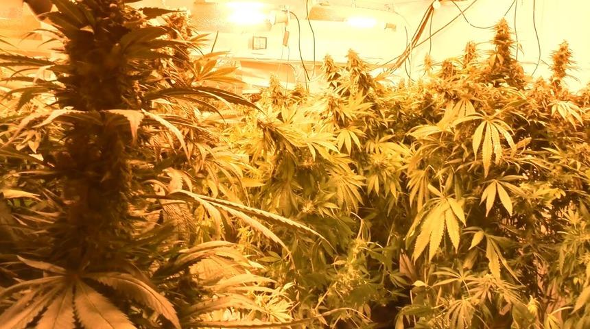 Uyuşturucu serasına dönüştürülen eve yapılan baskında 1 kişi gözaltına alındı