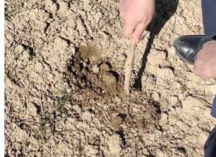 Yerli ve milli buğday tohumu ekili alanlar kontrol edildi G3