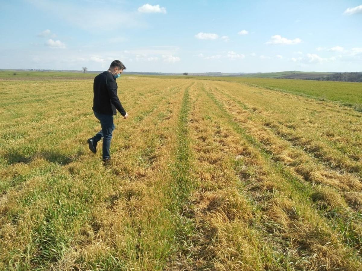 Tekirdağ&rsquo;da buğdaydaki soğuk zararı araştırıldı: &Ccedil;eşit, g&uuml;bre ve zaman