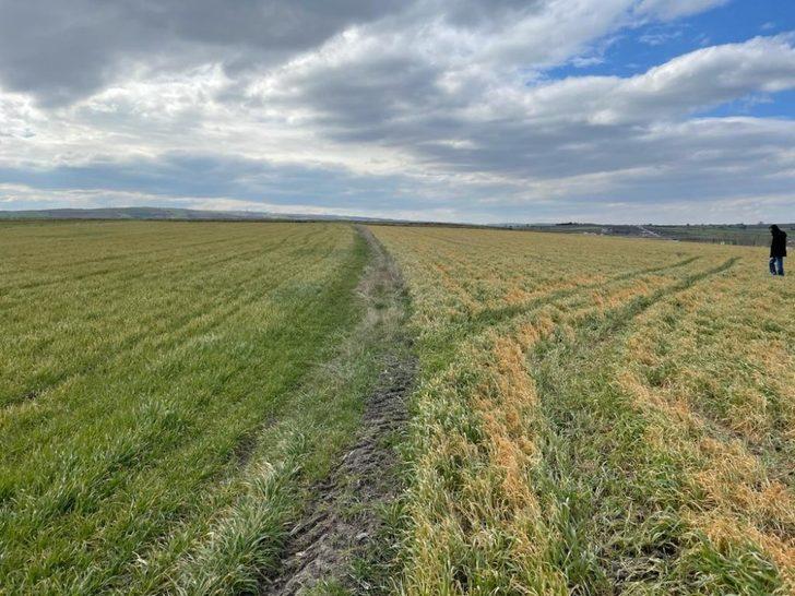 Tekirdağ’da buğdaydaki soğuk zararı araştırıldı: Çeşit, gübre ve zaman G3