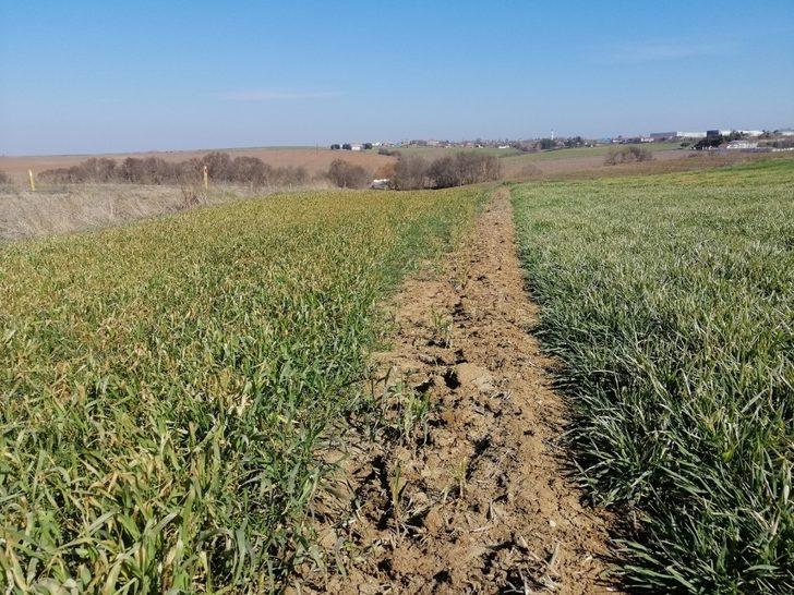 Tekirdağ’da buğdaydaki soğuk zararı araştırıldı: Çeşit, gübre ve zaman G4
