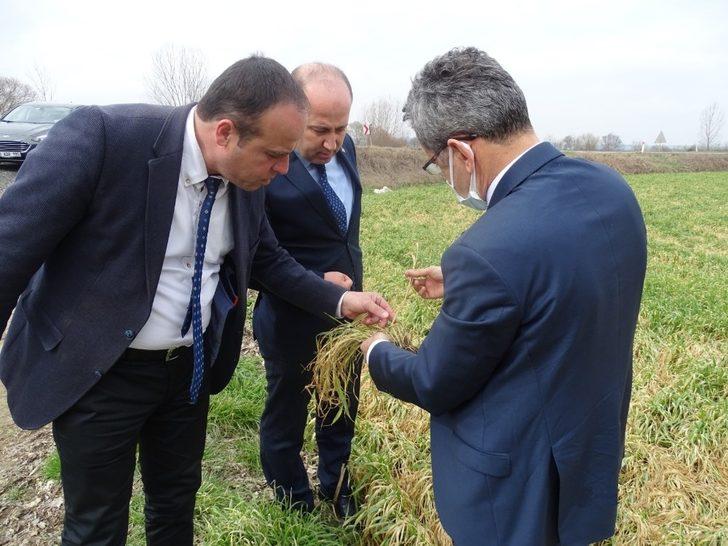 Tekirdağ’da buğdaydaki soğuk zararı araştırıldı: Çeşit, gübre ve zaman G5