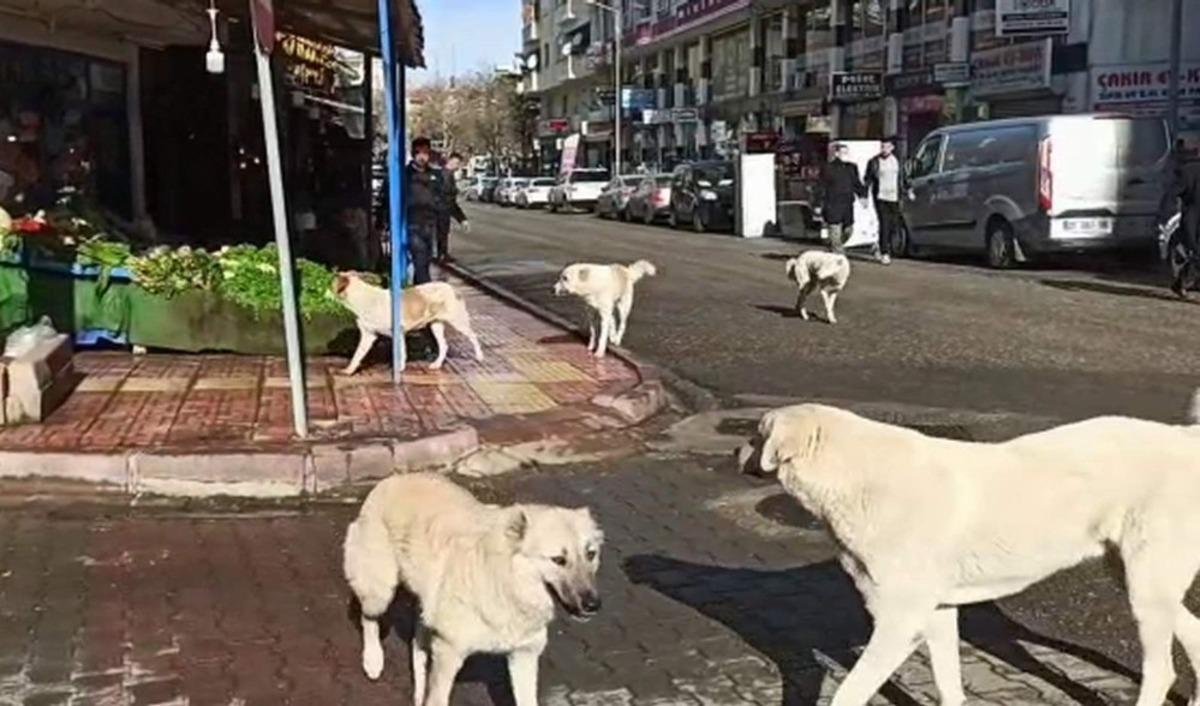 Siirt&rsquo;te grup halinde gezen başıboş k&ouml;pekler vatandaşları korkutuyor