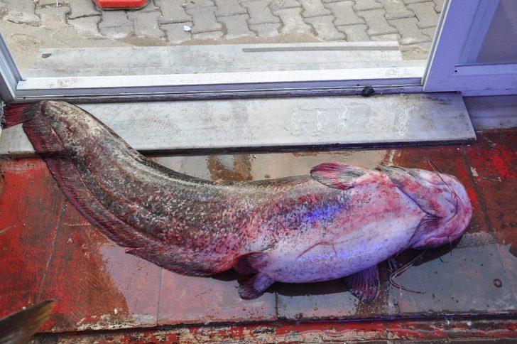 40  kiloluk dev yayın balığı ilgi odağı G2