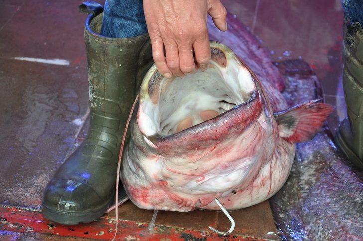 40  kiloluk dev yayın balığı ilgi odağı G3