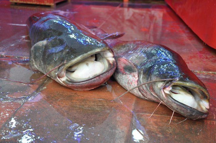 40  kiloluk dev yayın balığı ilgi odağı G4