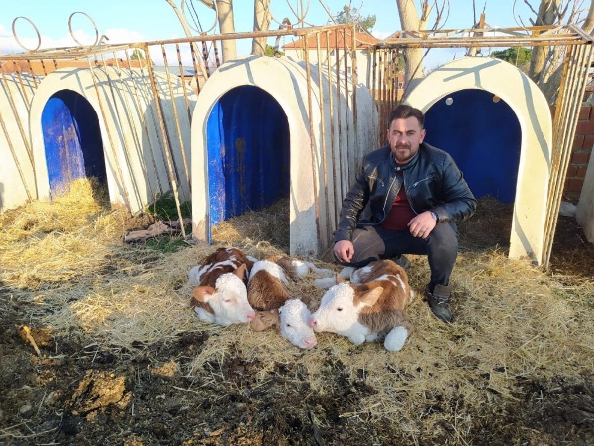 Besicinin y&uuml;z&uuml; ineğinin &uuml;&ccedil;&uuml;z buzağısı ile g&uuml;ld&uuml;