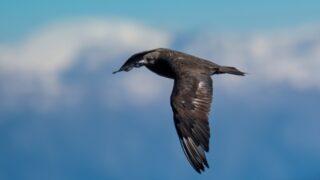 'Korsan martı', Antalya'da görüldü! Avlamıyor, avlananları çalıyor