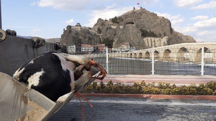 Kızılırmak’a düşen büyükbaş hayvan vinç yardımı ile çıkarıldı G4