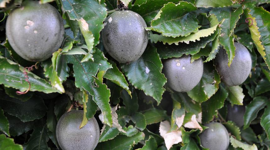 Denemek için ürettiği passifloradan milyonlar kazandı