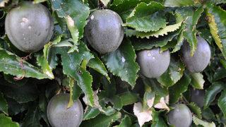 Denemek için ürettiği passifloradan milyonlar kazandı