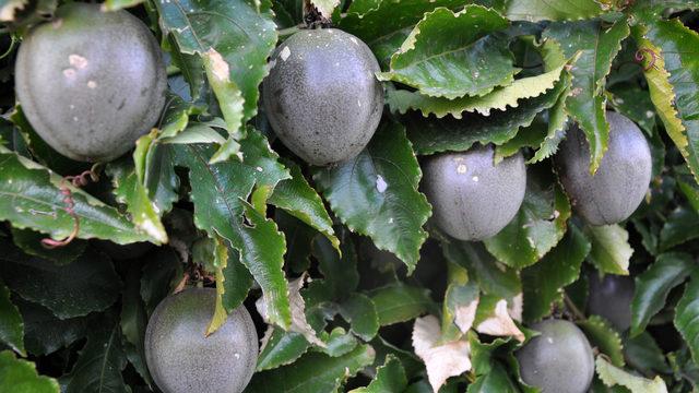 Denemek için ürettiği passifloradan milyonlar kazandı