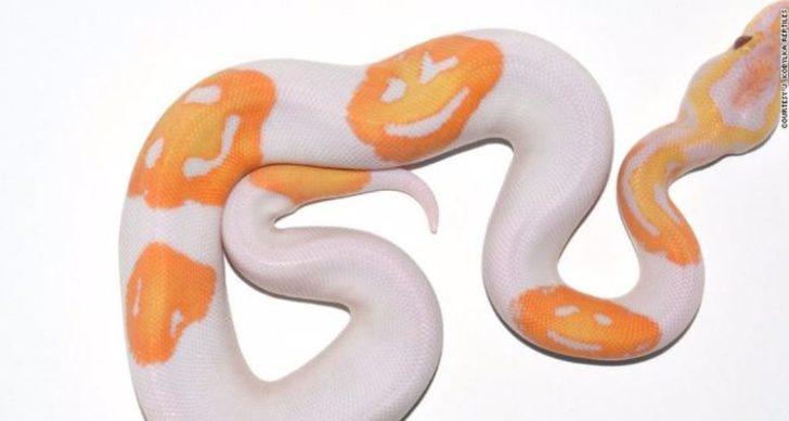 'Gülen yüz emojili' yılan 6 bin dolara satıldı