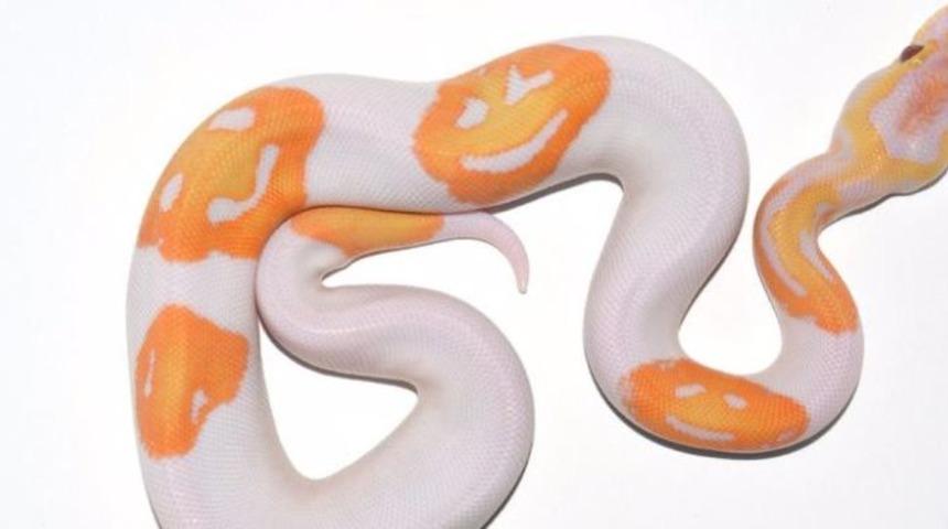 'Gülen yüz emojili' yılan 6 bin dolara satıldı