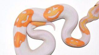 'Gülen yüz emojili' yılan 6 bin dolara satıldı