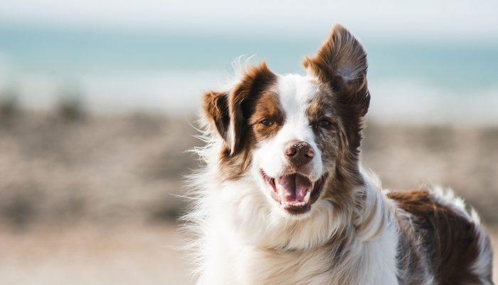 Tanımadığınız köpeklere dostane bir şekilde yaklaşmaya dair 10 ipucu!