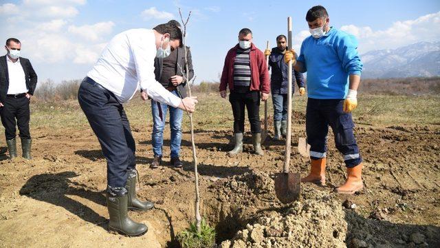 3 bin meyve fidanı ilçeyi yeşillendirecek