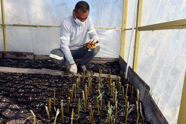 Tarsus Belediyesinin kırsal kalkınma hareketi devam ediyor G2