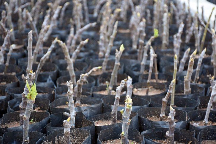 Tarsus Belediyesinin kırsal kalkınma hareketi devam ediyor G3