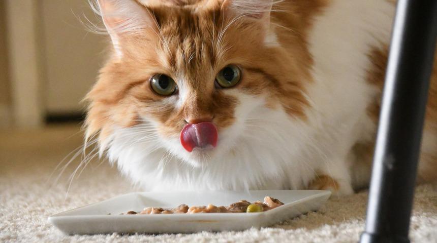 Evcil hayvan sayısı arttı, İngiltere’de mama kalmadı!