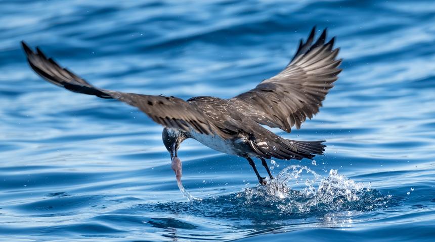Kuzey ülkelerde yaşayan 'korsan martı' Antalya'da ortaya çıktı