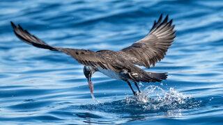 Kuzey ülkelerde yaşayan 'korsan martı' Antalya'da ortaya çıktı
