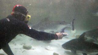 Onların da ilgiye ihtiyacı var! Piranaları, köpek balıklarını elleriyle besliyor