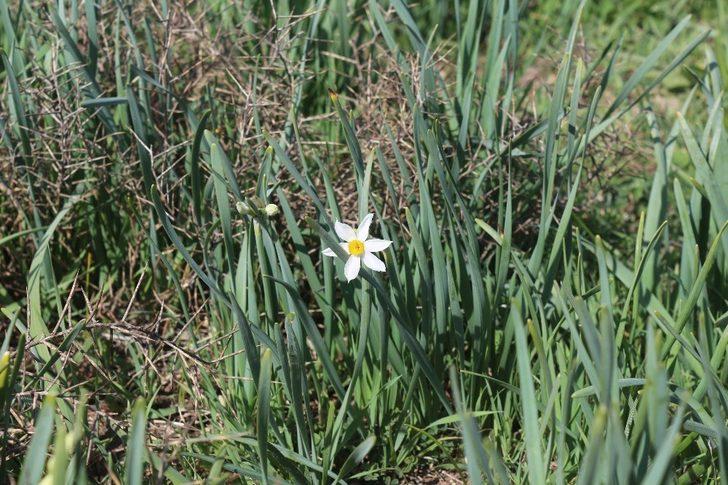 Önlem alınmazsa nergisler yok olacak G1