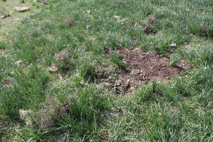 Önlem alınmazsa nergisler yok olacak G3