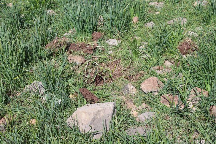 Önlem alınmazsa nergisler yok olacak G4