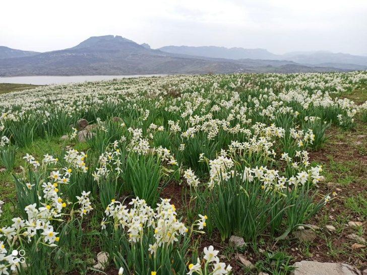 Önlem alınmazsa nergisler yok olacak G5