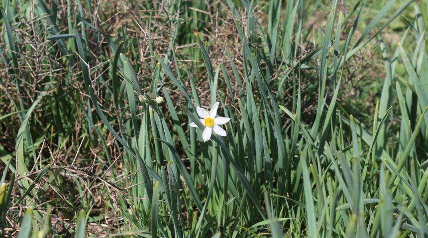 Adıyaman'da nergis endişesi: Önlem alınmazsa yok olacak
