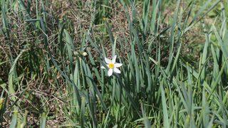 Adıyaman'da nergis endişesi: Önlem alınmazsa yok olacak