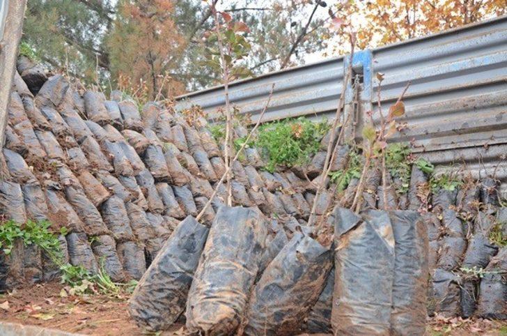 Gercüş’te çiftçilere fıstık ve badem fidanı dağıtıldı G1