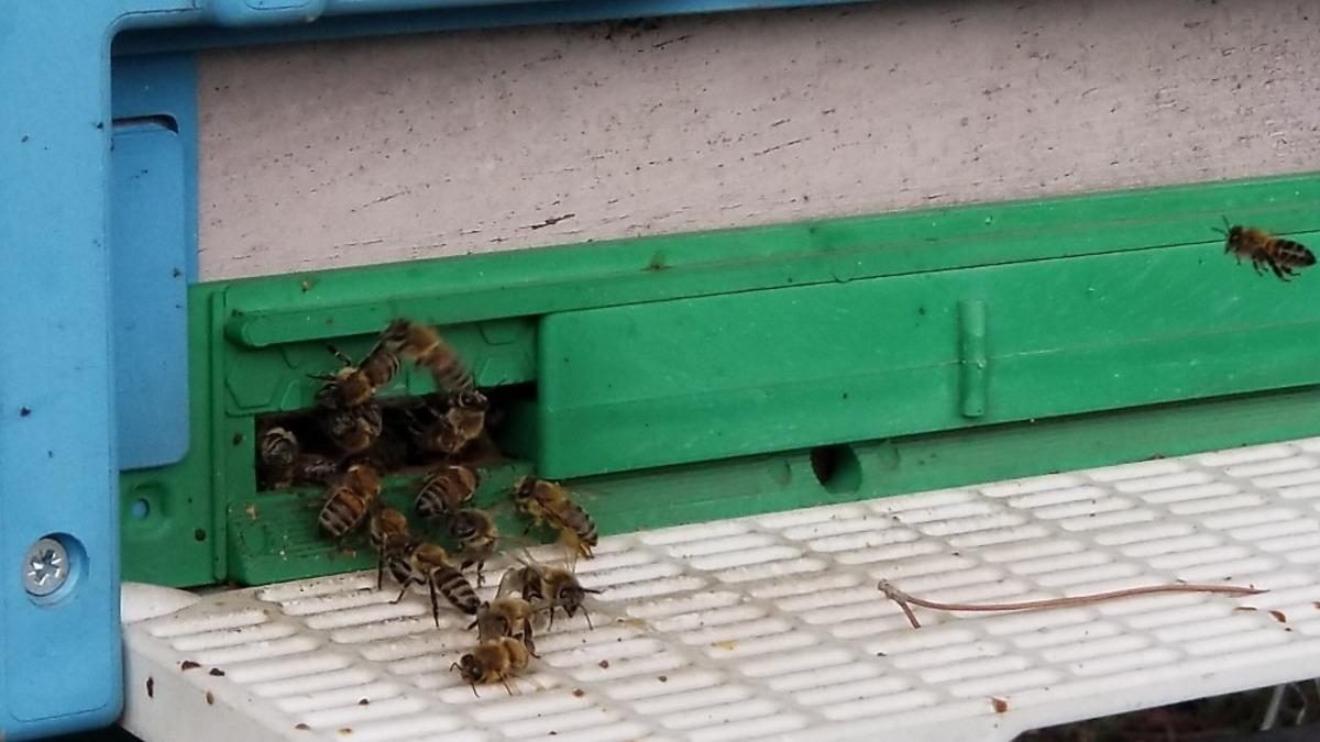 Şehzadeler&rsquo;de arıcılık kursu ilgi g&ouml;rd&uuml;