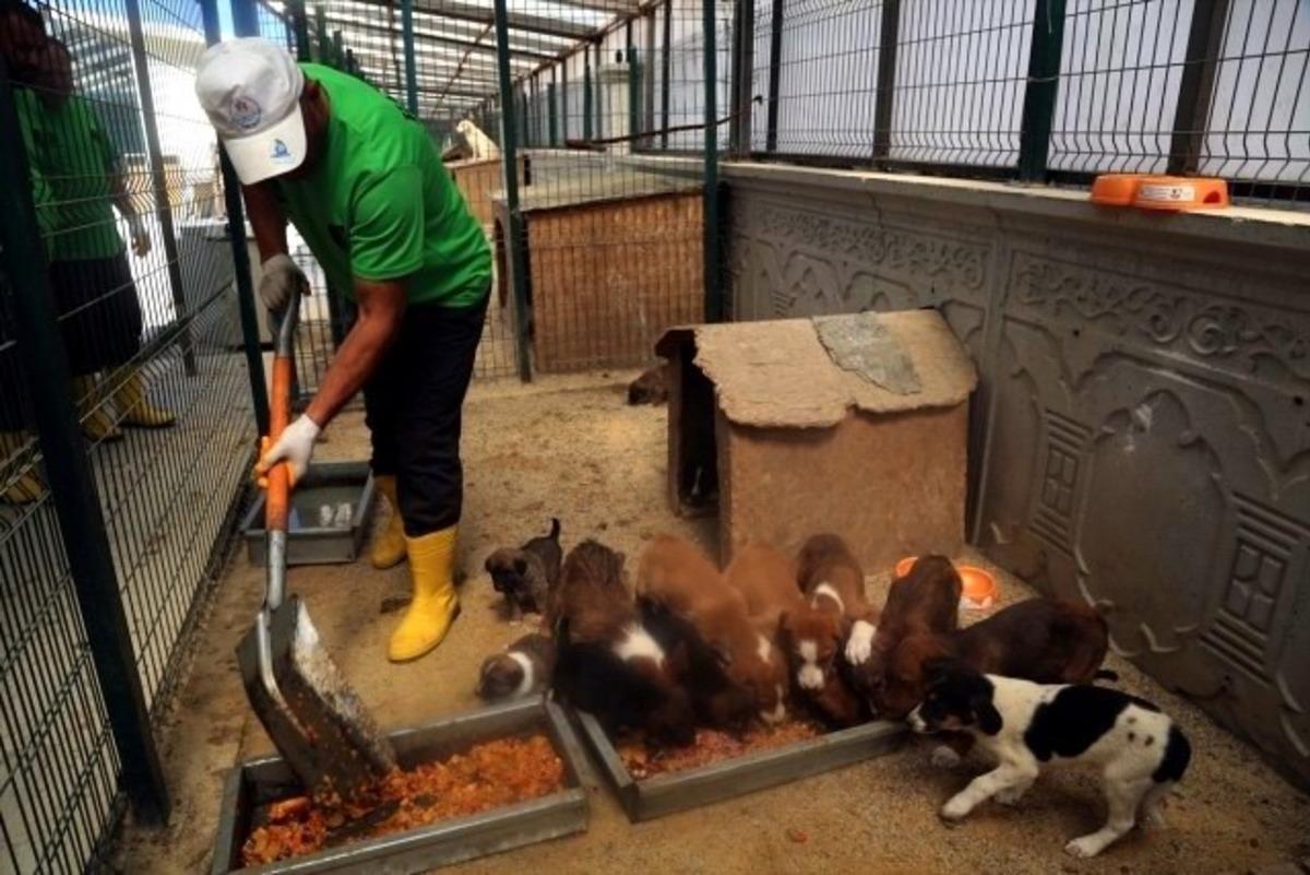 Ge&ccedil;ici Hayvan Bakımevinde bin 819 k&ouml;pek ve bin 213 kediye bakıldı