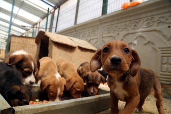 Geçici Hayvan Bakımevinde bin 819 köpek ve bin 213 kediye bakıldı G2