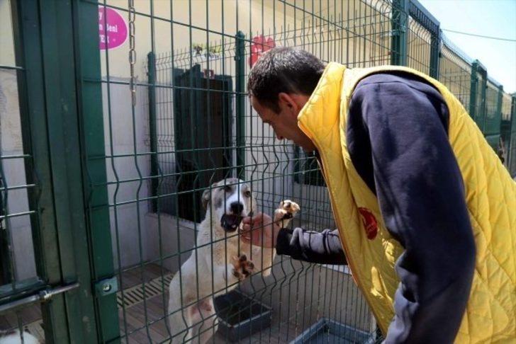 Geçici Hayvan Bakımevinde bin 819 köpek ve bin 213 kediye bakıldı G3