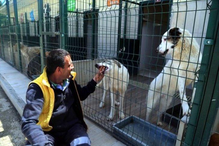 Geçici Hayvan Bakımevinde bin 819 köpek ve bin 213 kediye bakıldı G4