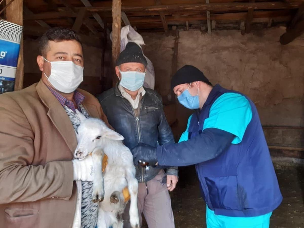 Aslanapa&rsquo;da koyun ve ke&ccedil;i &ccedil;i&ccedil;eği hastalığı ile m&uuml;cadele