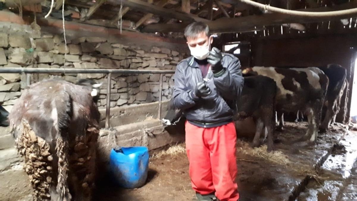 B&uuml;y&uuml;kbaş hayvanlar Şap ve LSD hastalığına karşı aşılanıyor