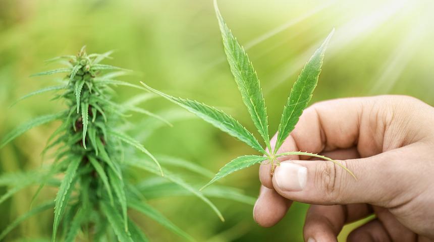 Meksika'da esrarın eğlence amaçlı kullanımına ilk izin!