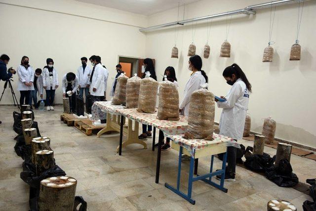 Öğrenciler okulun bodrumunda mantar yetiştiriyor