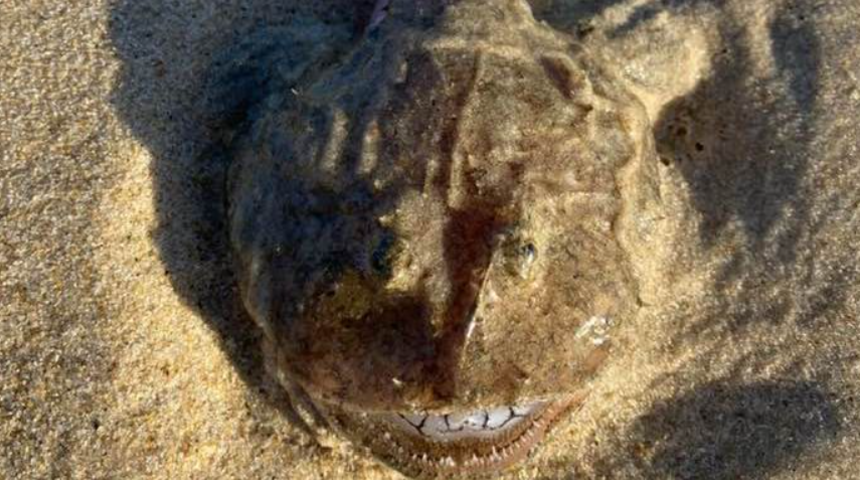 Sahile vuran canlı kafa karıştırdı! 'Takma dişlerimi geri istiyorum'