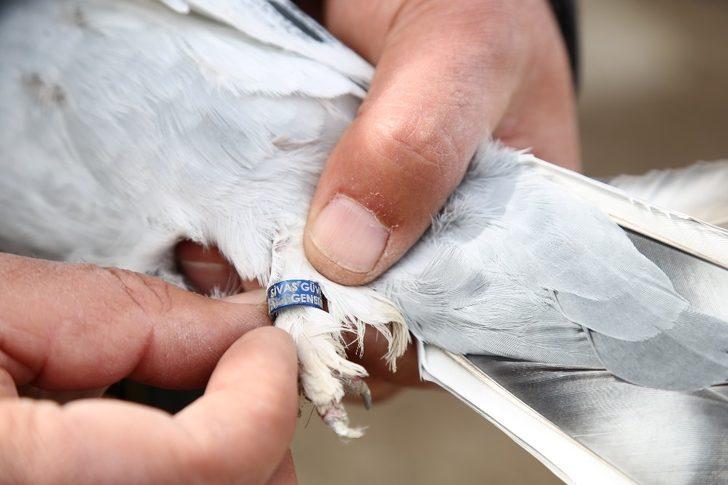 Sivas’ta 6 bin yetiştirici 1 milyon güvercin besliyor G3