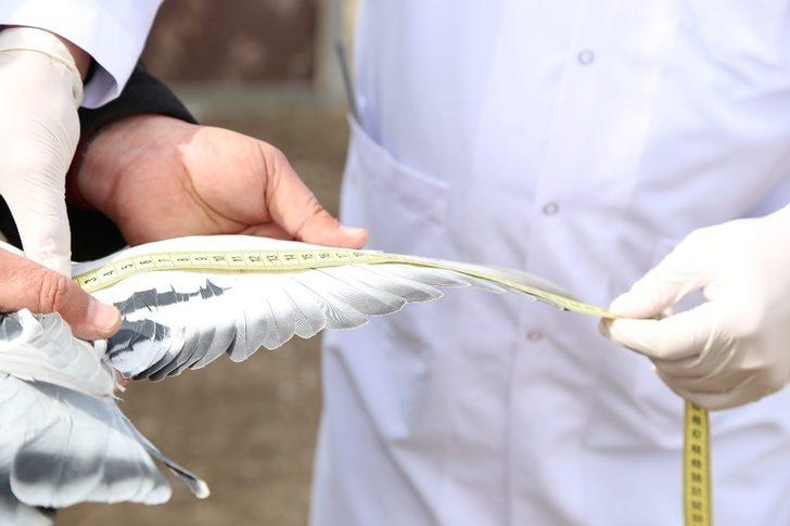 Sivas’ta 6 bin yetiştirici 1 milyon güvercin besliyor G4